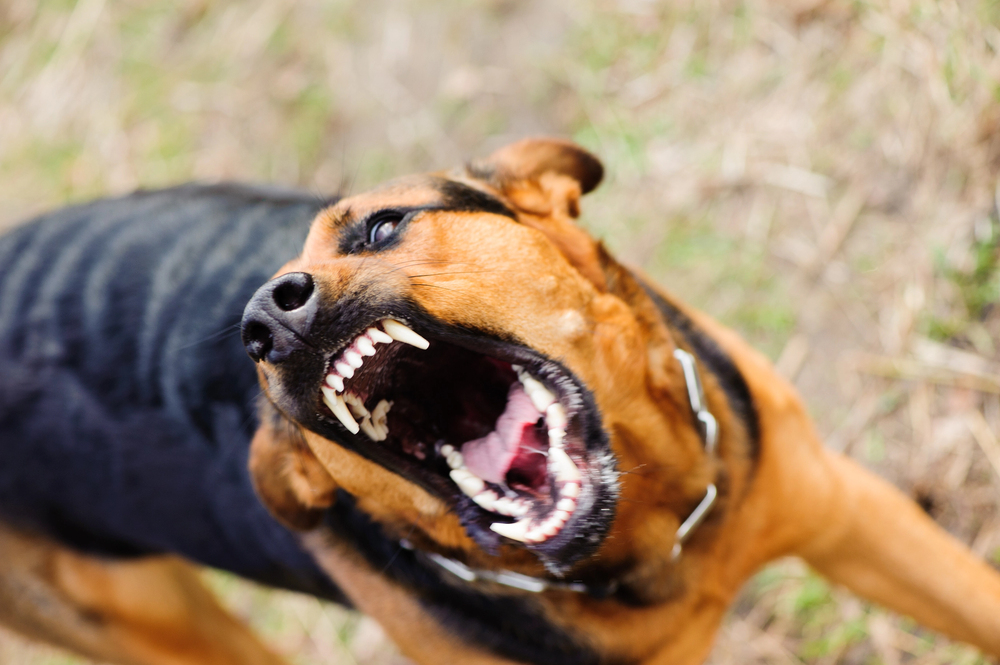 Possible Dog Bite Reported on Willis St